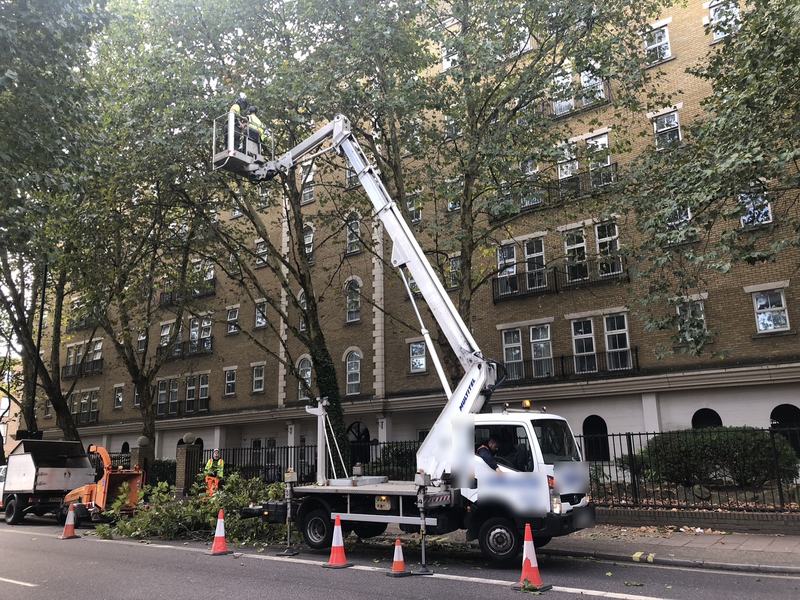 Two tree workers in a cherry picker basket pruning tall street trees, with cones and a wood chipper on the road below